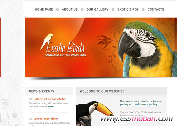 简单的鸟类企业CSS模板