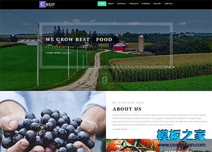 草莓蓝莓温棚种植响应式网站模板
