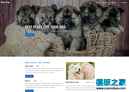 狗狗宠物医院企业网站整站模板